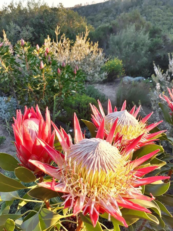Hotel Woodlands Self Catering Knysna Exterior foto